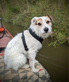 Alaska the dog headshot