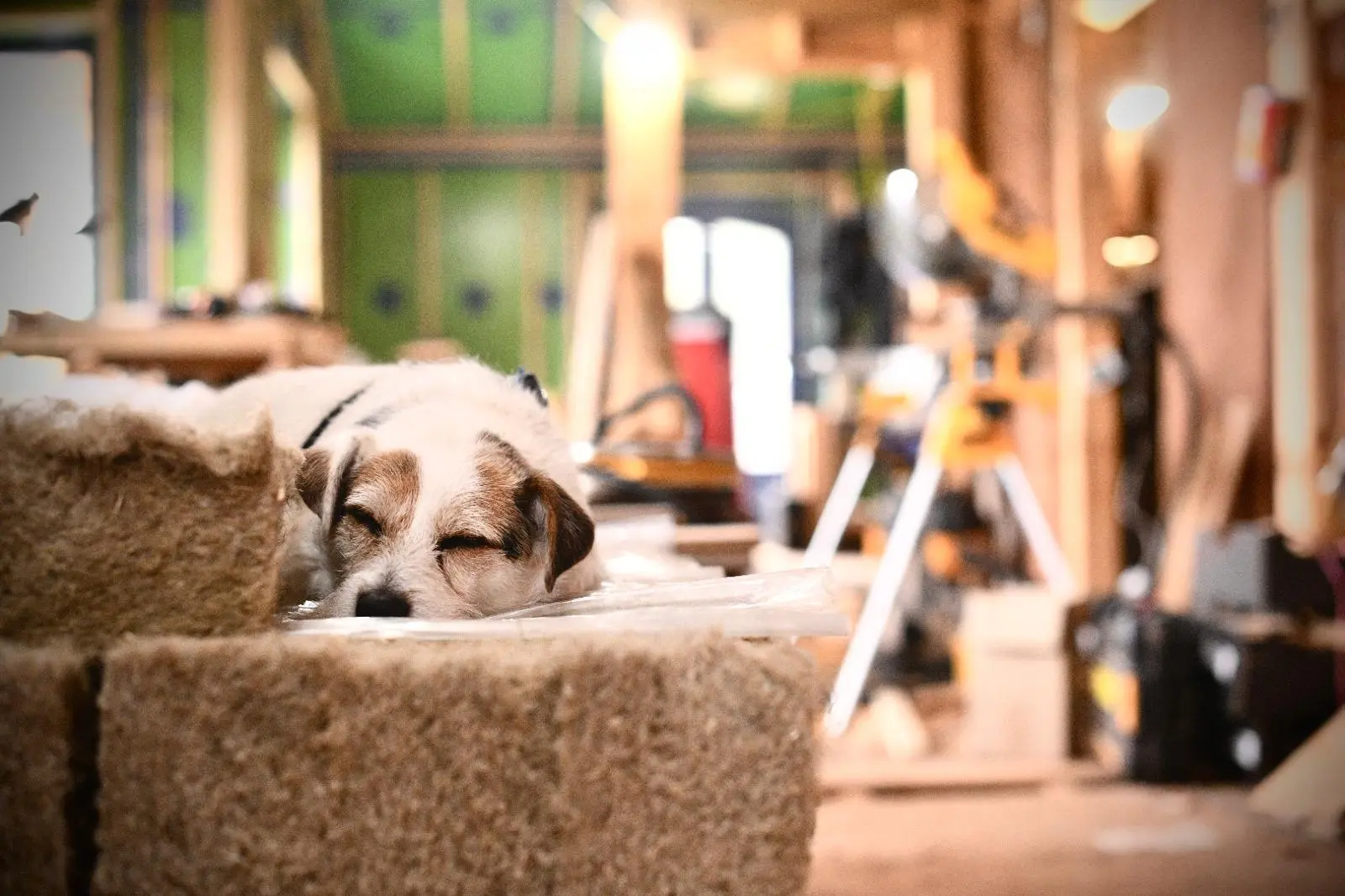 a dog named Alaska lounging on natural building materials